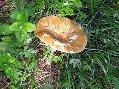 10月7日定例ウォーキング