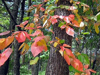 10月7日定例ウォーキング