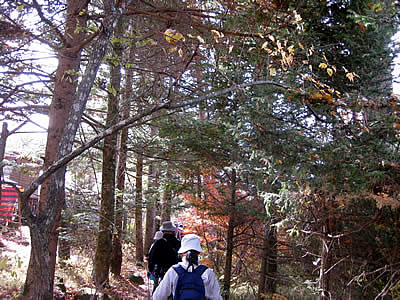 11月4日定例ウォーキング