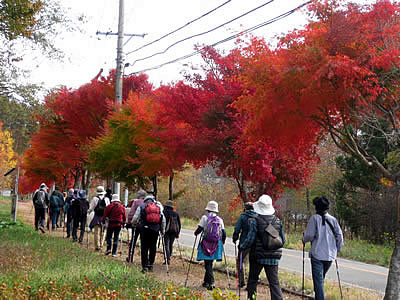 11月4日定例ウォーキング