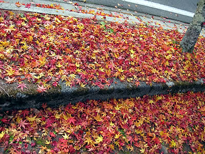 11月4日定例ウォーキング