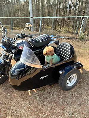 12月2日定例ウォーキング