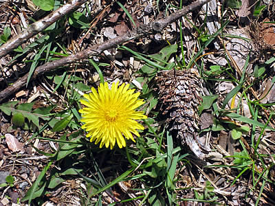 5月5日定例ウォーキング