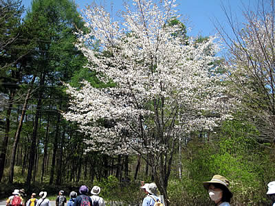 5月5日定例ウォーキング