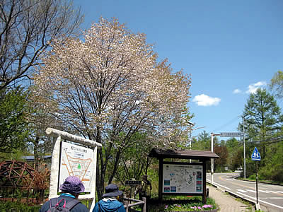 5月5日定例ウォーキング