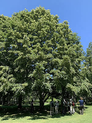 8月3日定例ウォーキング