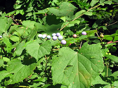 9月7日定例ウォーキング