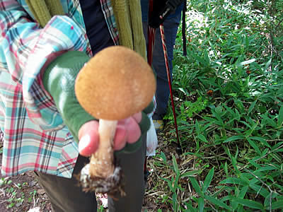 9月7日定例ウォーキング