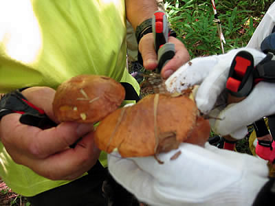 9月7日定例ウォーキング