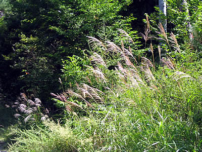 9月7日定例ウォーキング