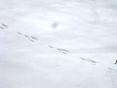 2月8日定例ウォーキング