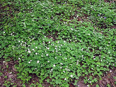 5月10日定例ウォーキング