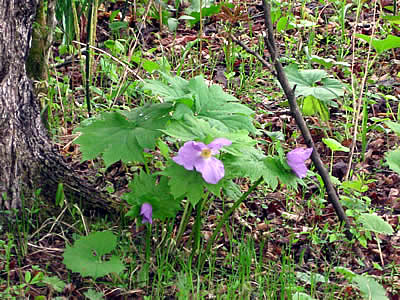 5月10日定例ウォーキング