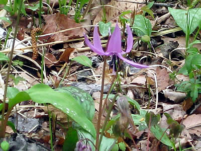 5月10日定例ウォーキング