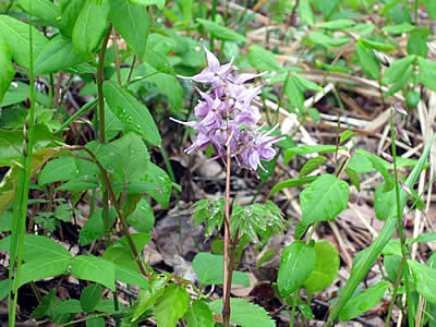 5月10日定例ウォーキング