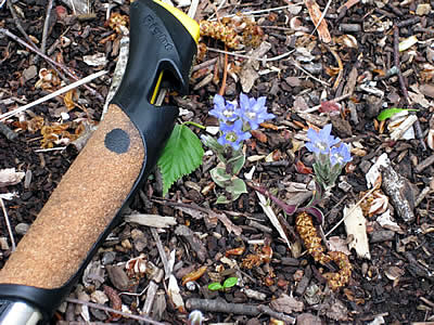 5月10日定例ウォーキング