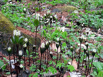 5月10日定例ウォーキング