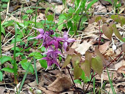 5月10日定例ウォーキング