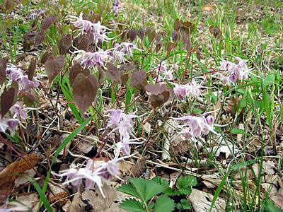 5月10日定例ウォーキング