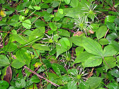 7月12日定例ウォーキング