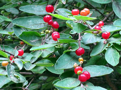 7月12日定例ウォーキング