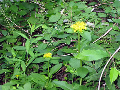 7月12日定例ウォーキング