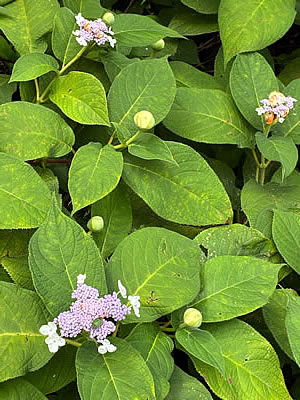 8月9日定例ウォーキング