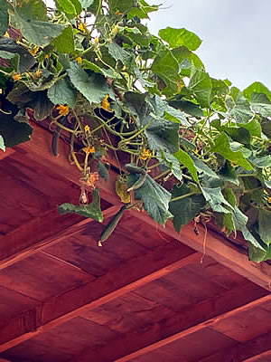 8月9日定例ウォーキング