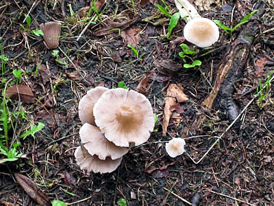 9月13日定例ウォーキング