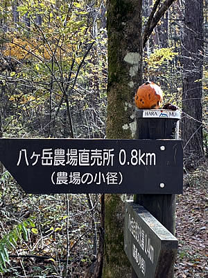 11月8日定例ウォーキング